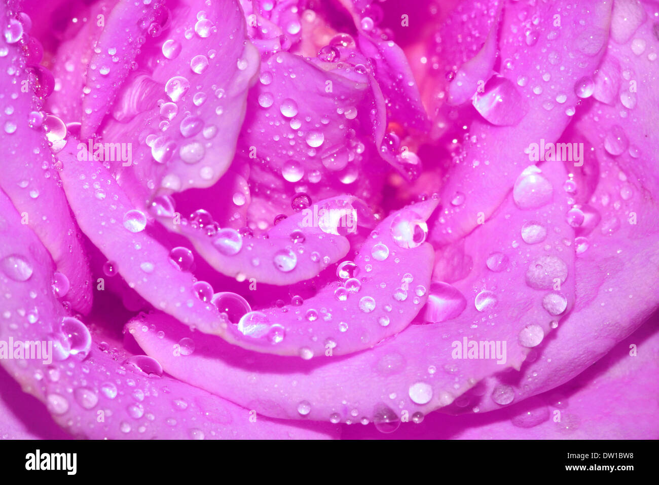 close-up pink rose with drops of water Stock Photo - Alamy