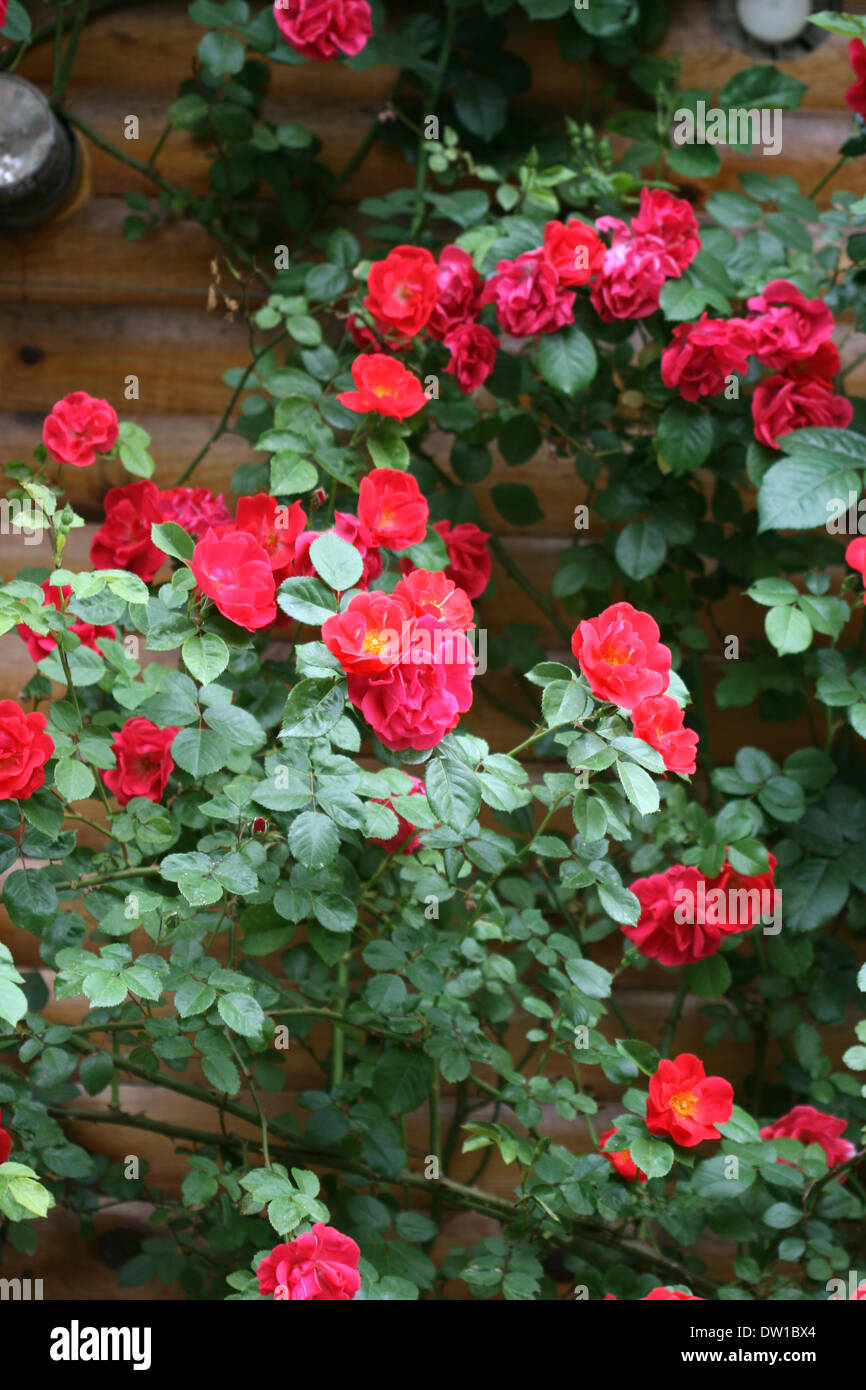 bush with many red roses Stock Photo - Alamy