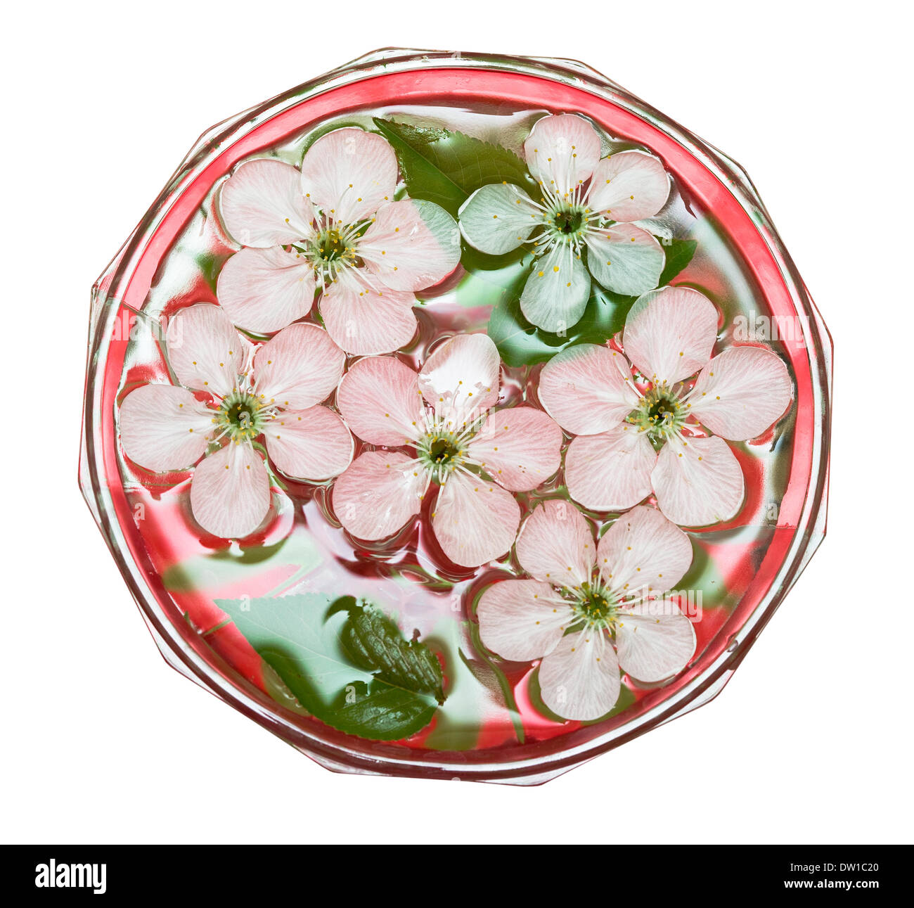 spring flowers of sakura in water Stock Photo