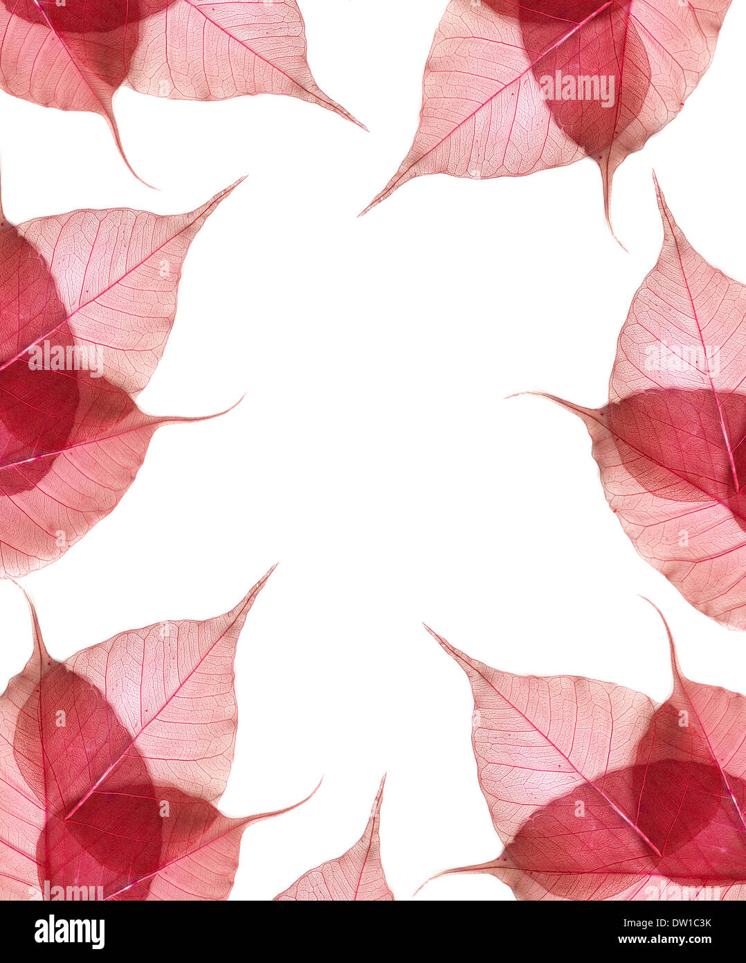 leaves isolated on white background Stock Photo - Alamy