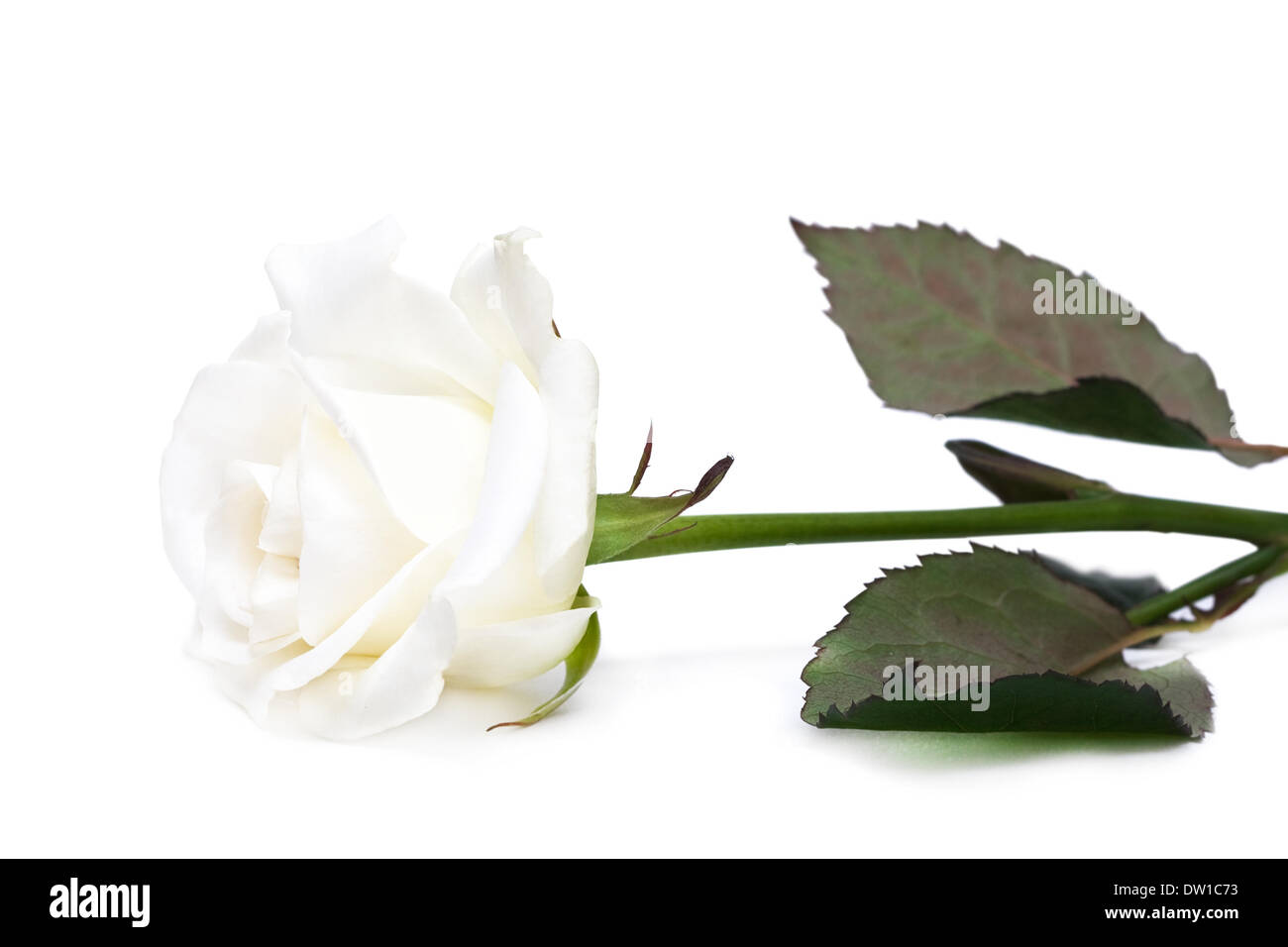 rose isolated on white background Stock Photo - Alamy