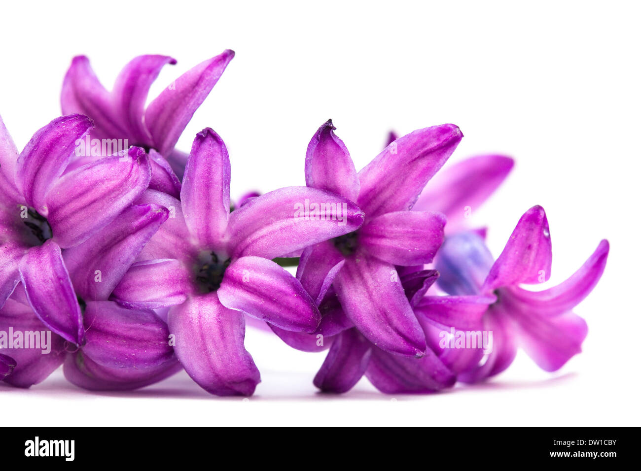 Hyazin hi-res stock photography and images - Alamy