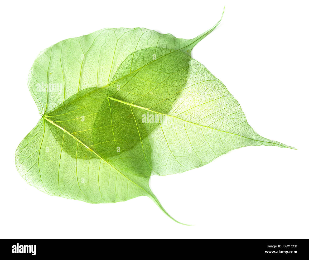 leaves isolated on white background Stock Photo - Alamy