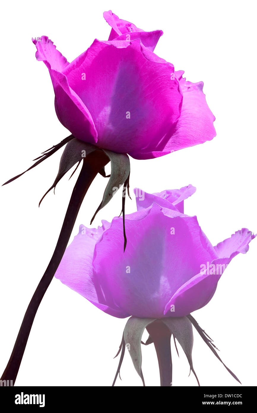 pink roses isolated on white background Stock Photo - Alamy
