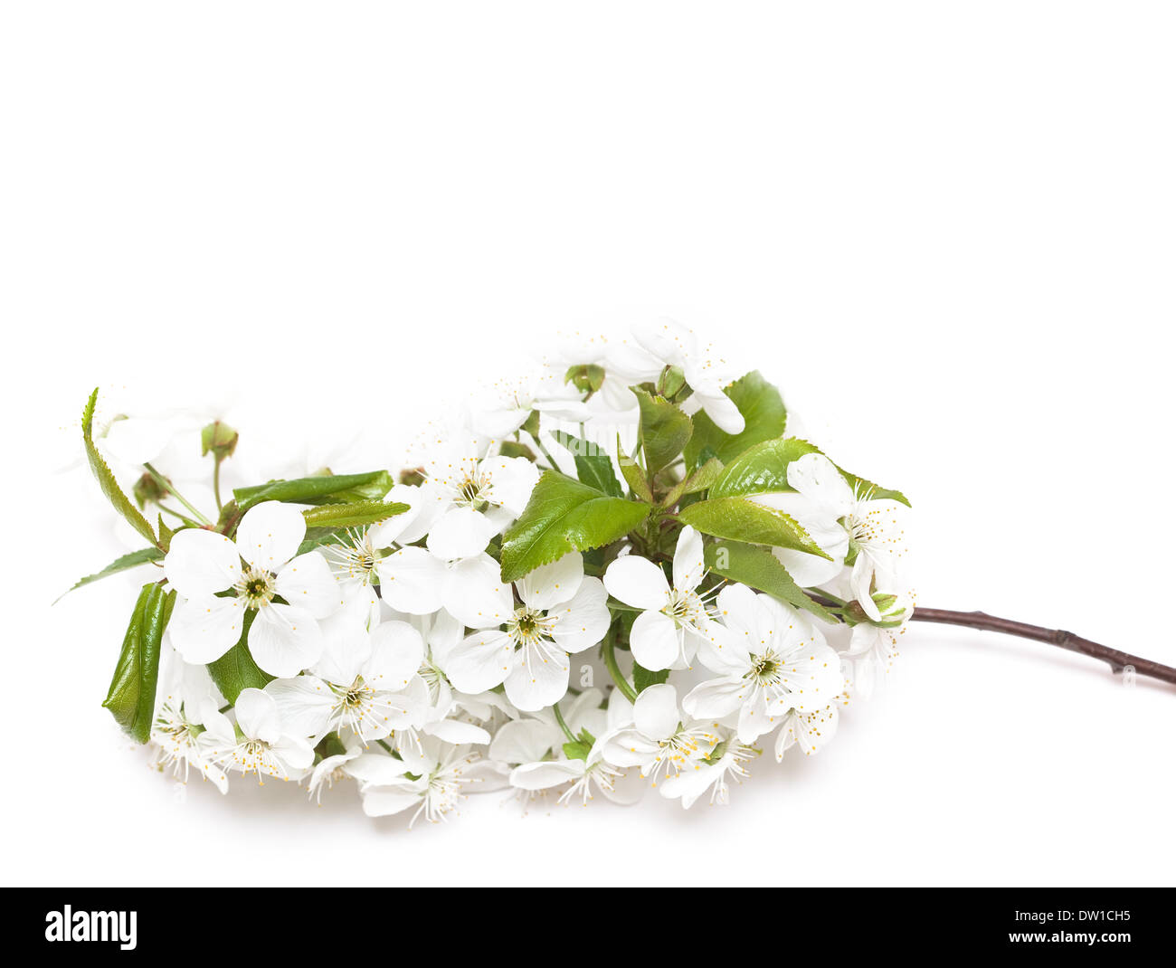 spring flowers of sakura on white background Stock Photo