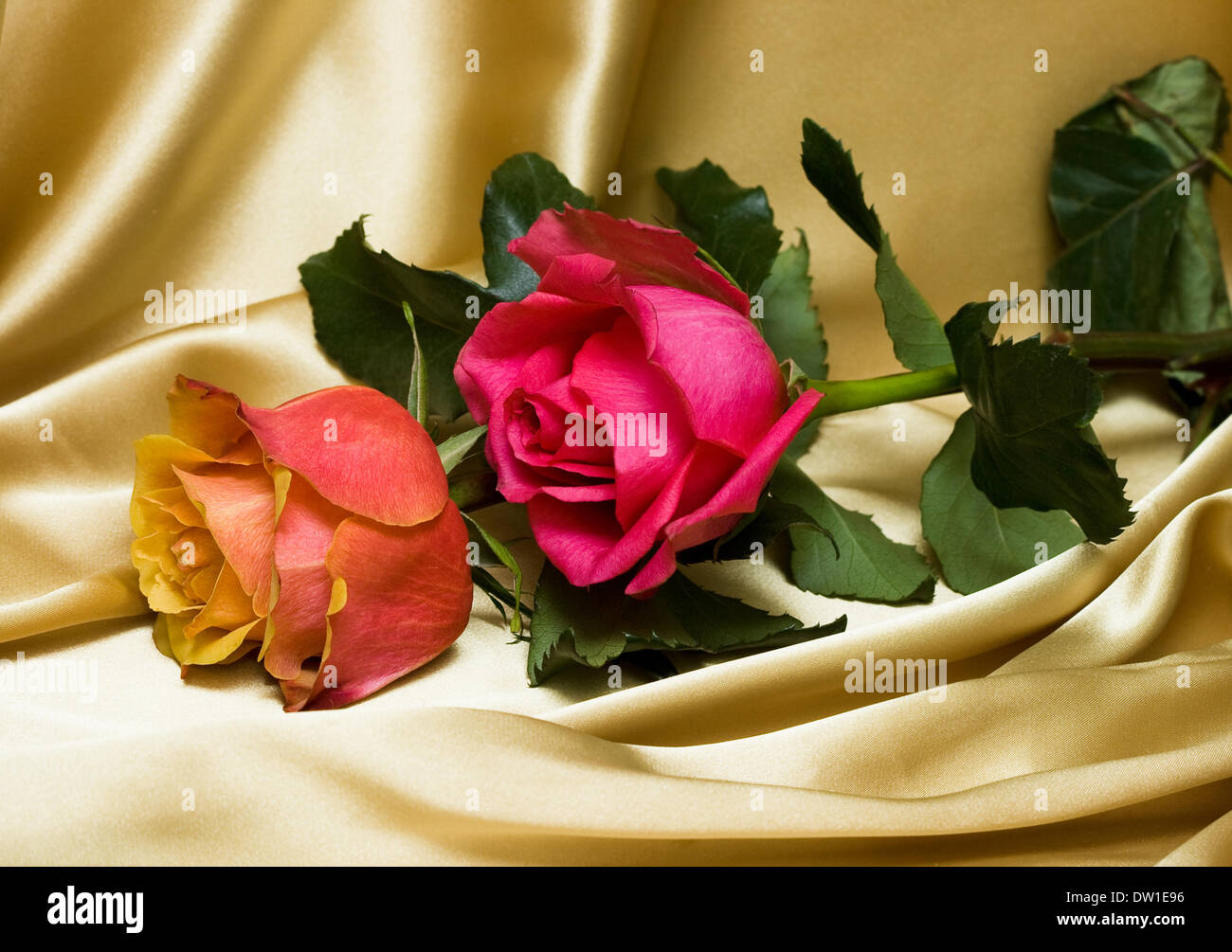 Two Color Roses High Resolution Stock Photography and Images - Alamy