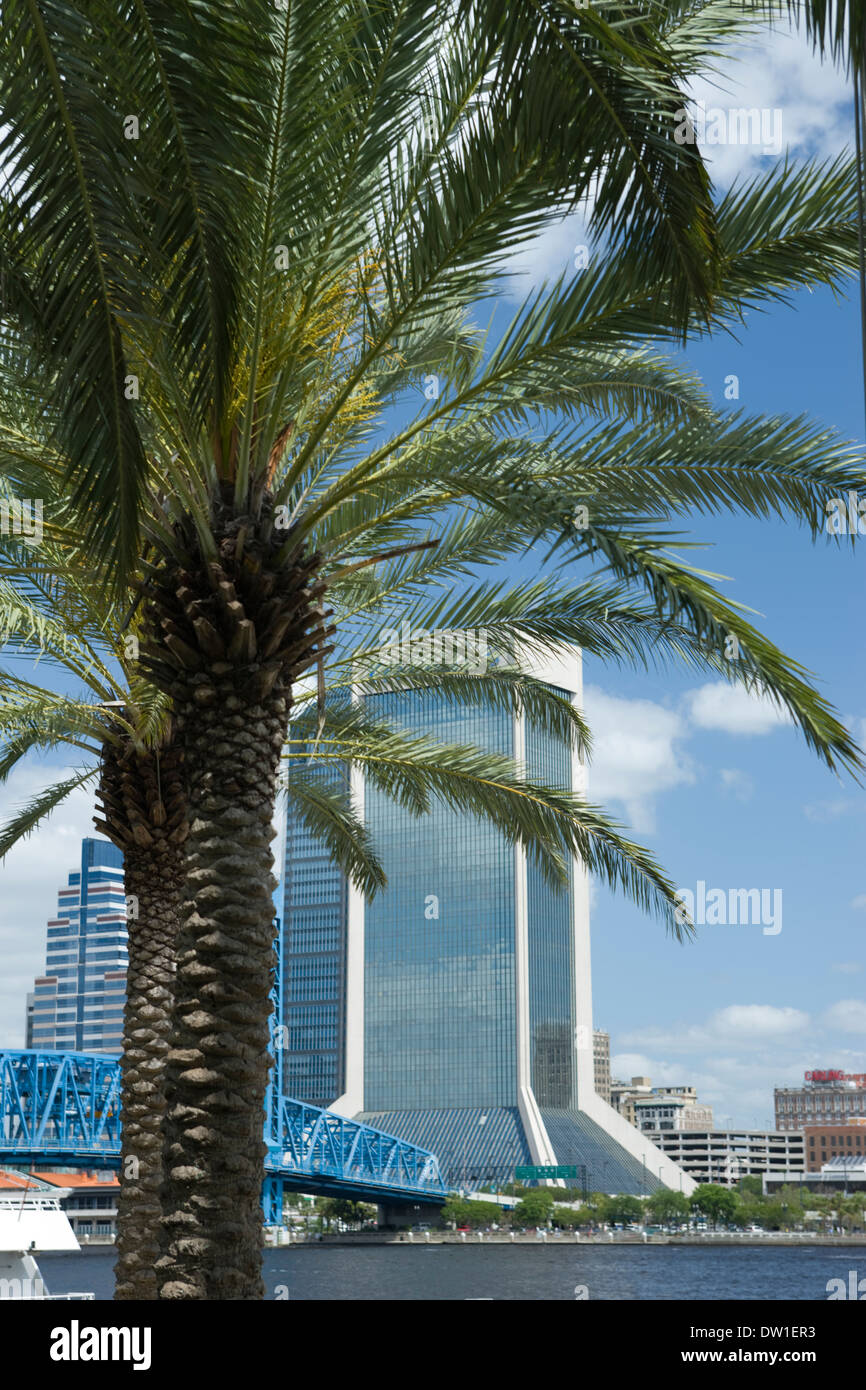 PALM TREES WATERFRONT SAINT JOHNS RIVER JACKSONVILLE FLORIDA USA Stock