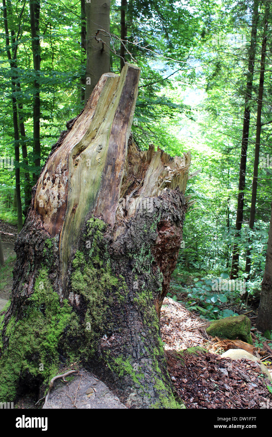 image of rotten stump in the forest Stock Photo