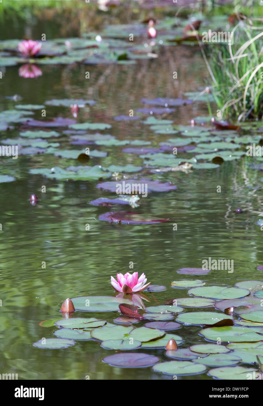 Lily in pond hi-res stock photography and images - Alamy