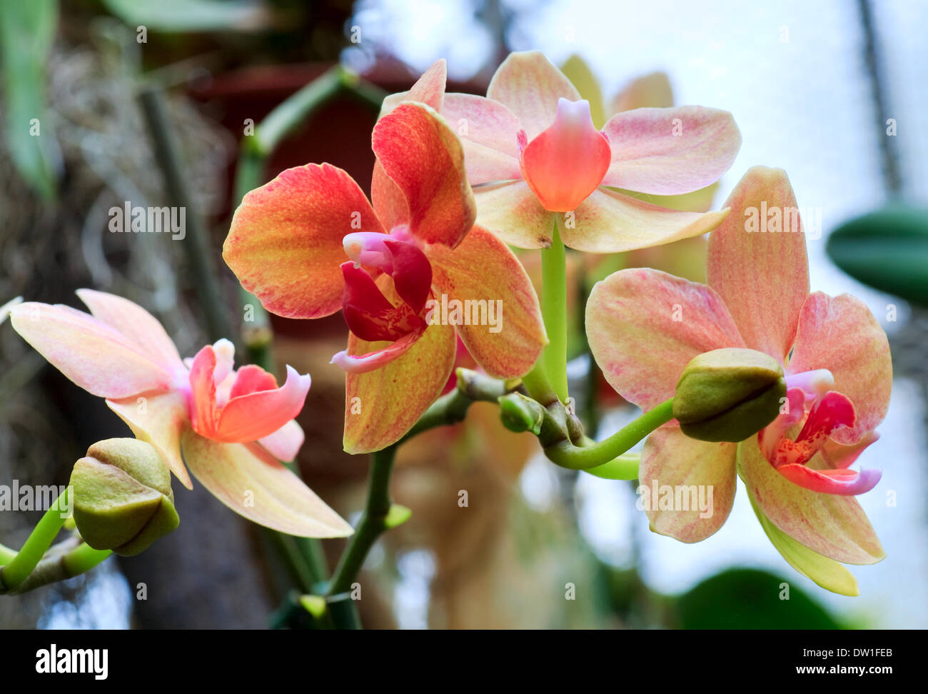 orchid flowers twig Stock Photo