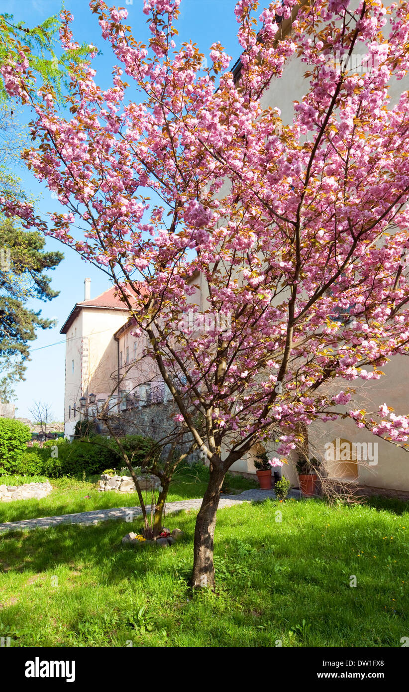 Pink japanese cherry blossom Stock Photo Alamy