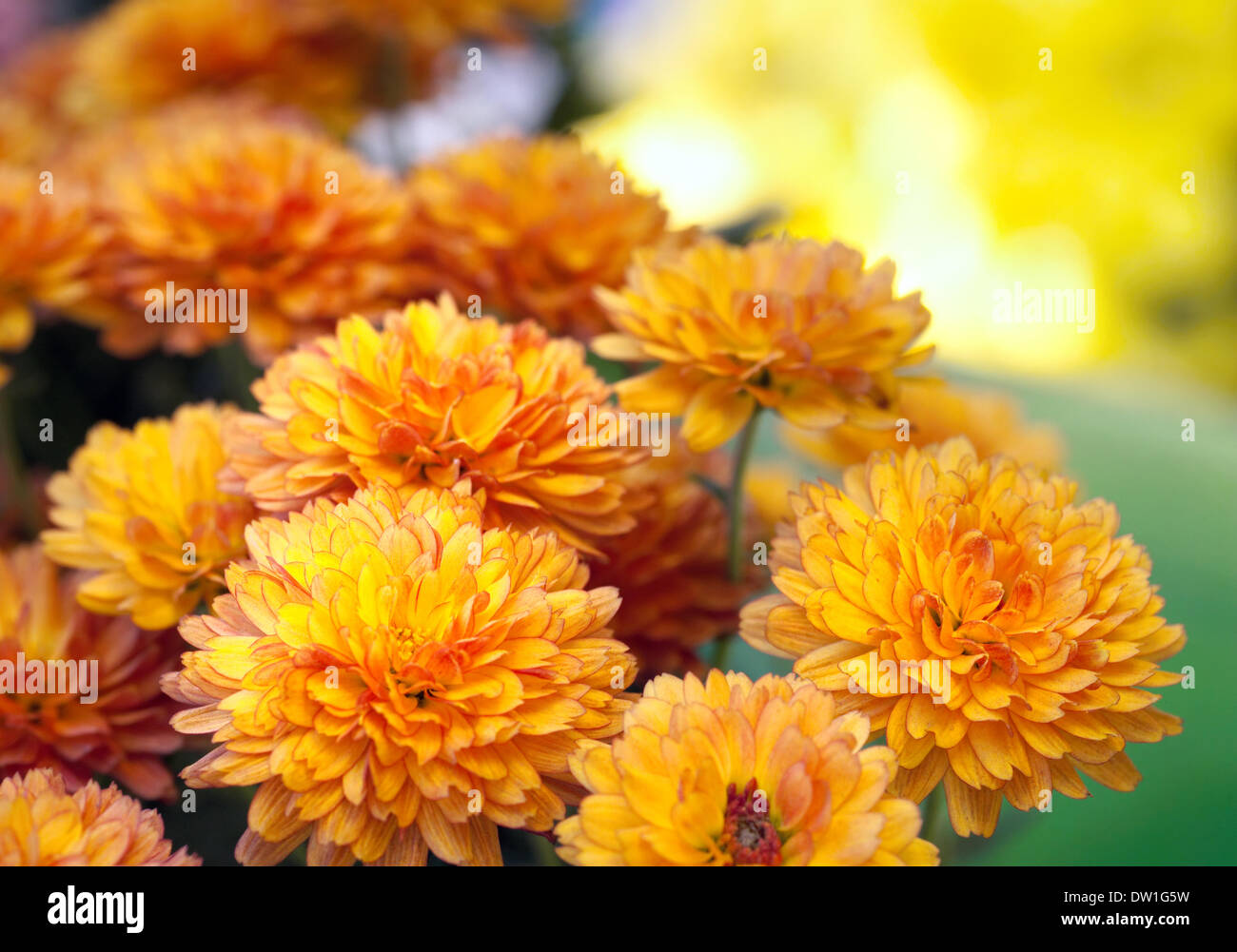 Chrysanthemum on Sand Crewel