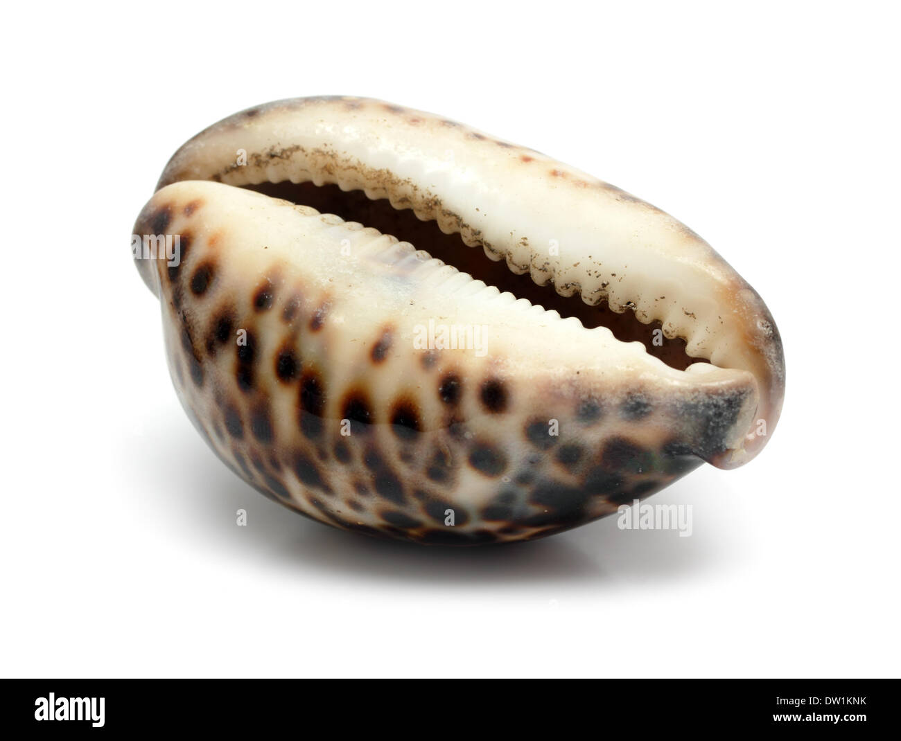 bizarre sea shell close-up Stock Photo
