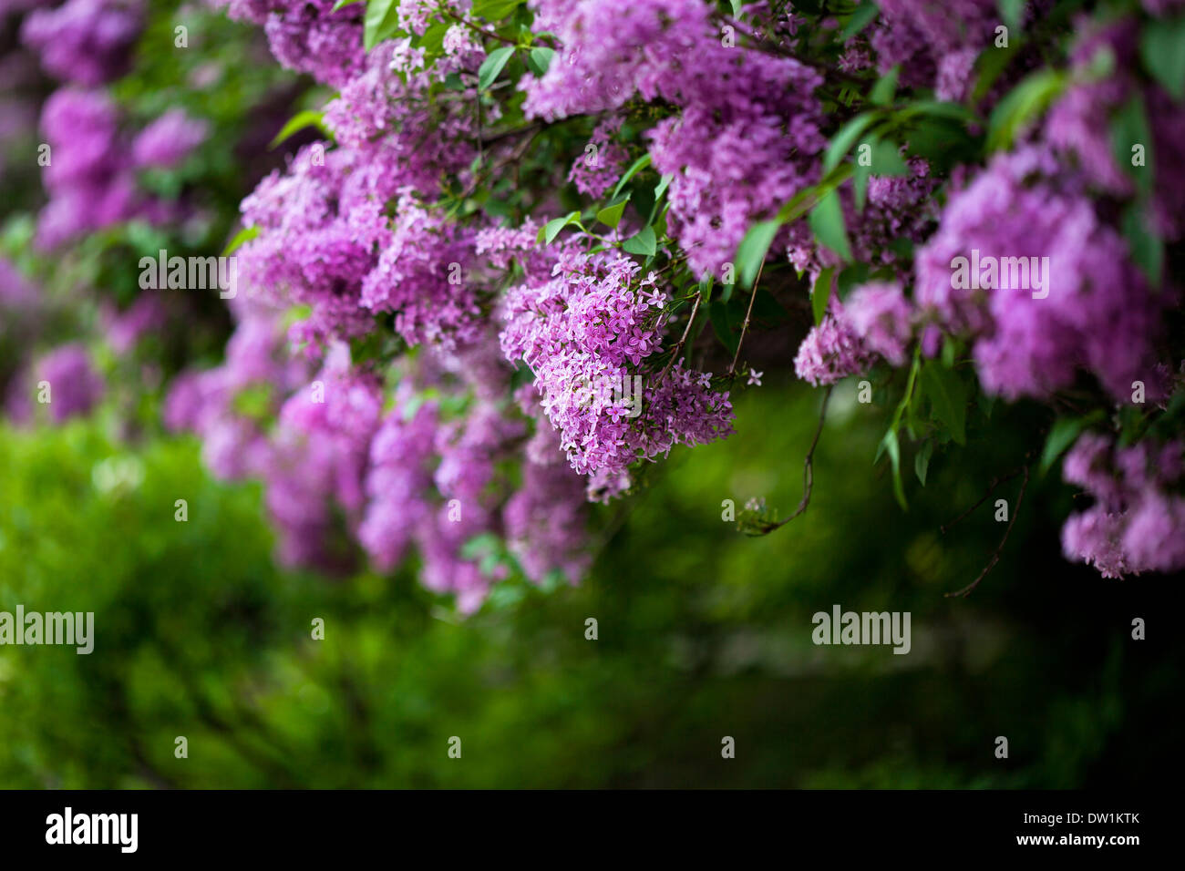 bunch of violet lilac flower (shallow DOF) Stock Photo