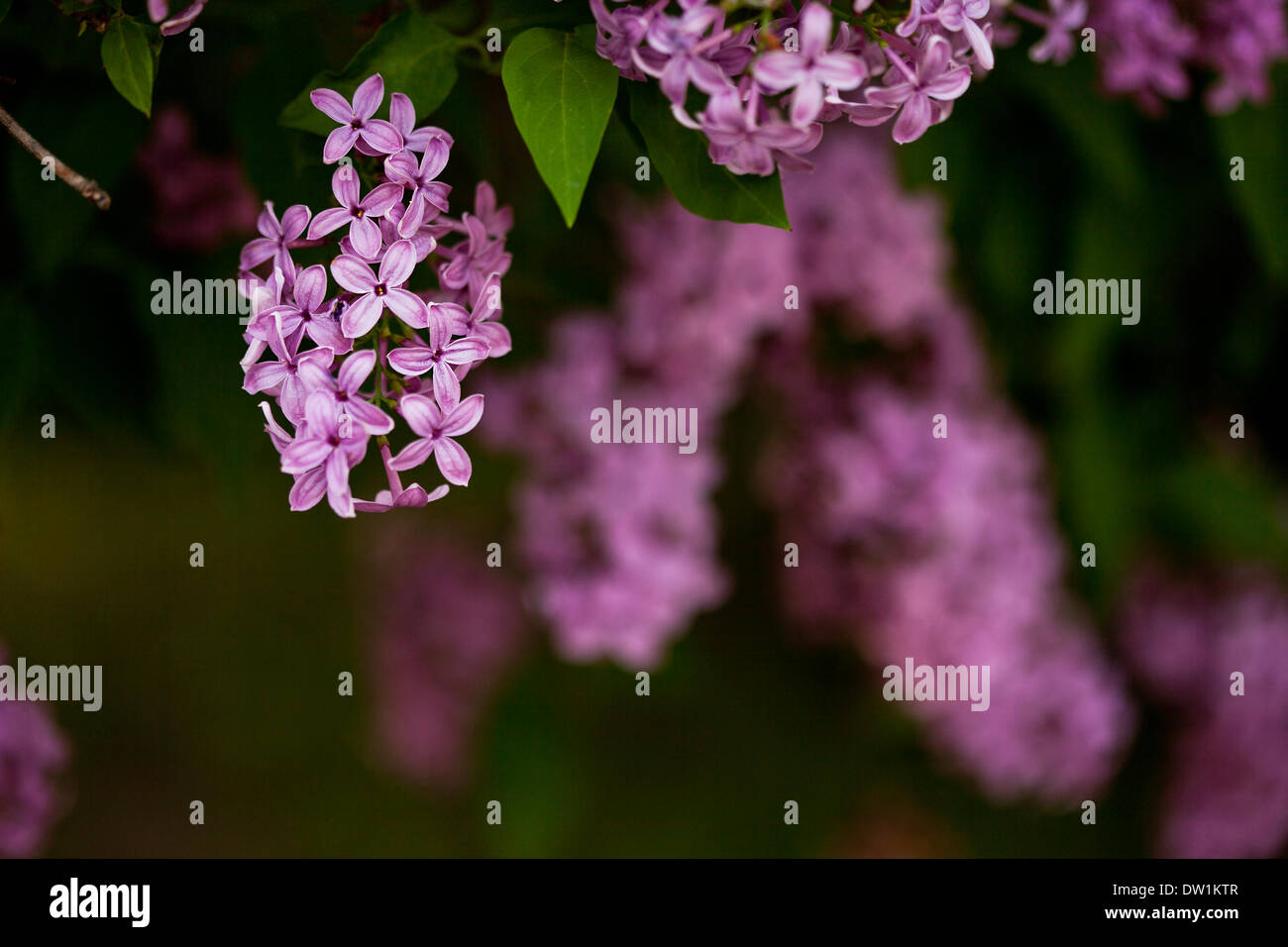 bunch of pink lilac flower (shallow DOF) Stock Photo