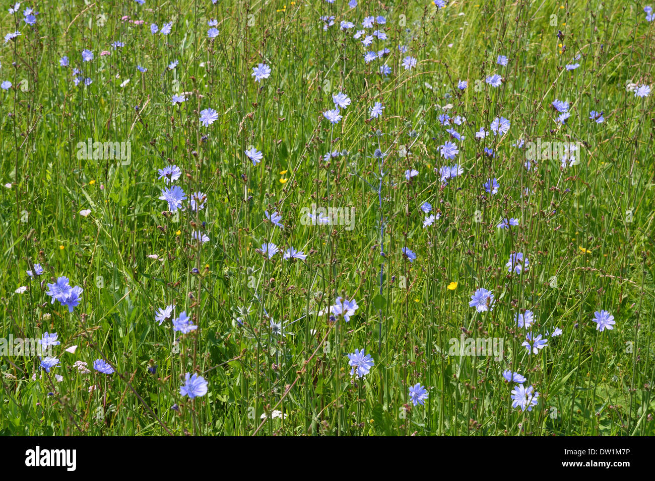 blue chicory flowers Stock Photo - Alamy