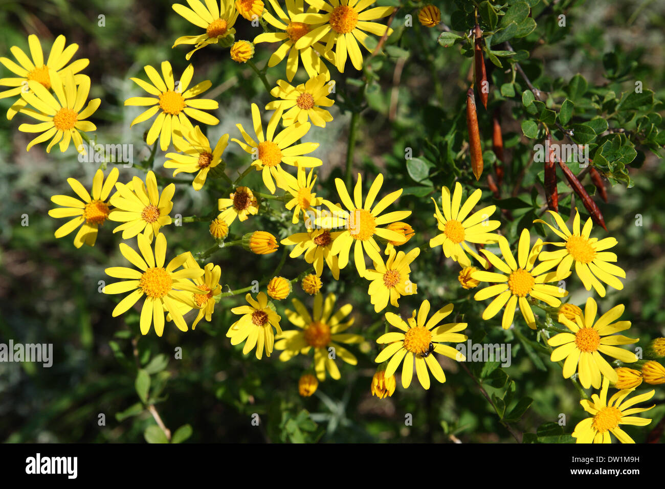 yellow doronicum flowers Stock Photo