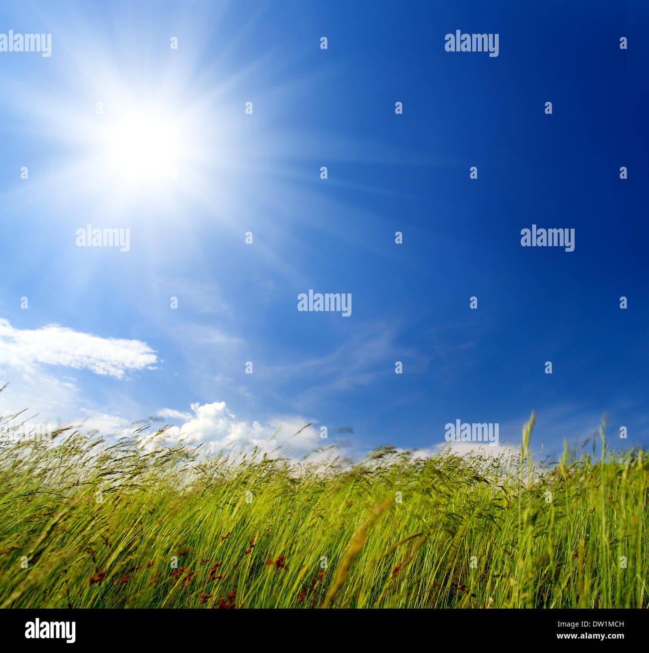 grass and wind blowing Stock Photo Alamy