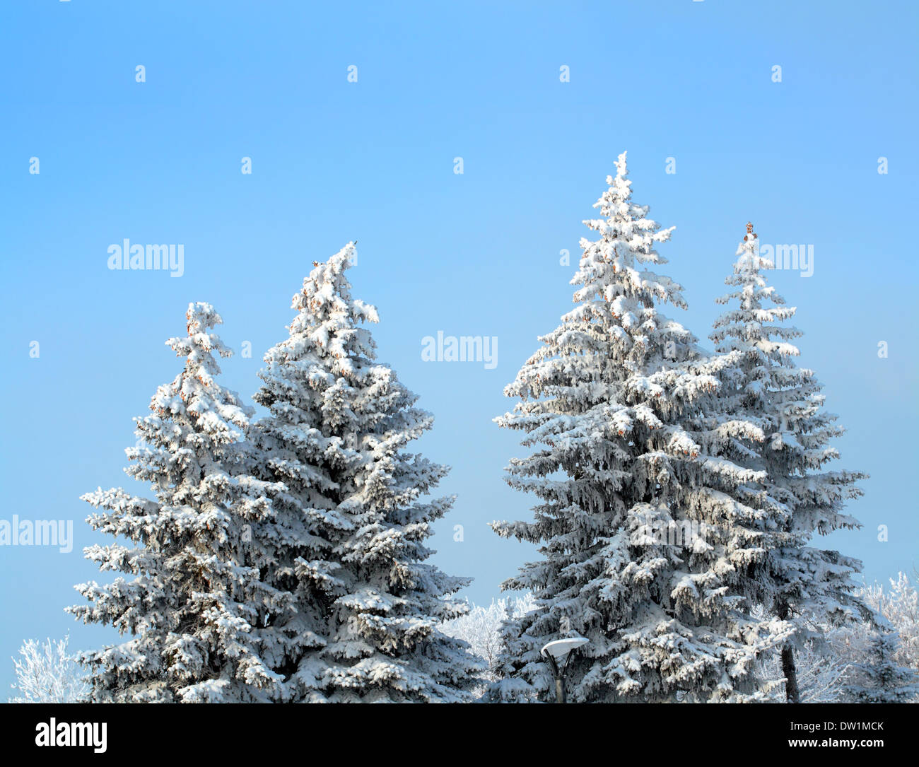 Snow on fir trees hi-res stock photography and images - Alamy