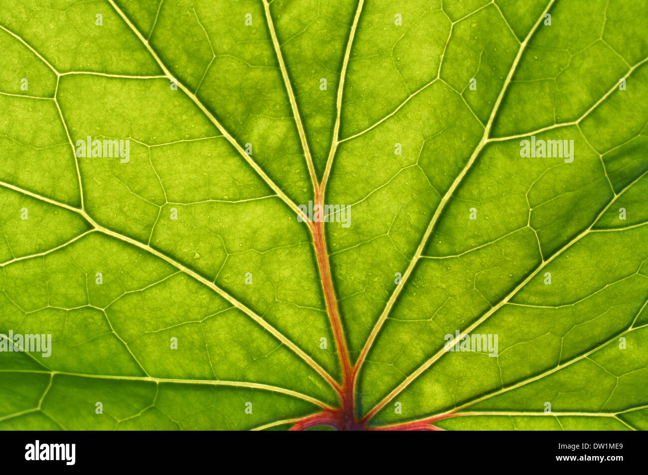 green leaf with red veins background Stock Photo