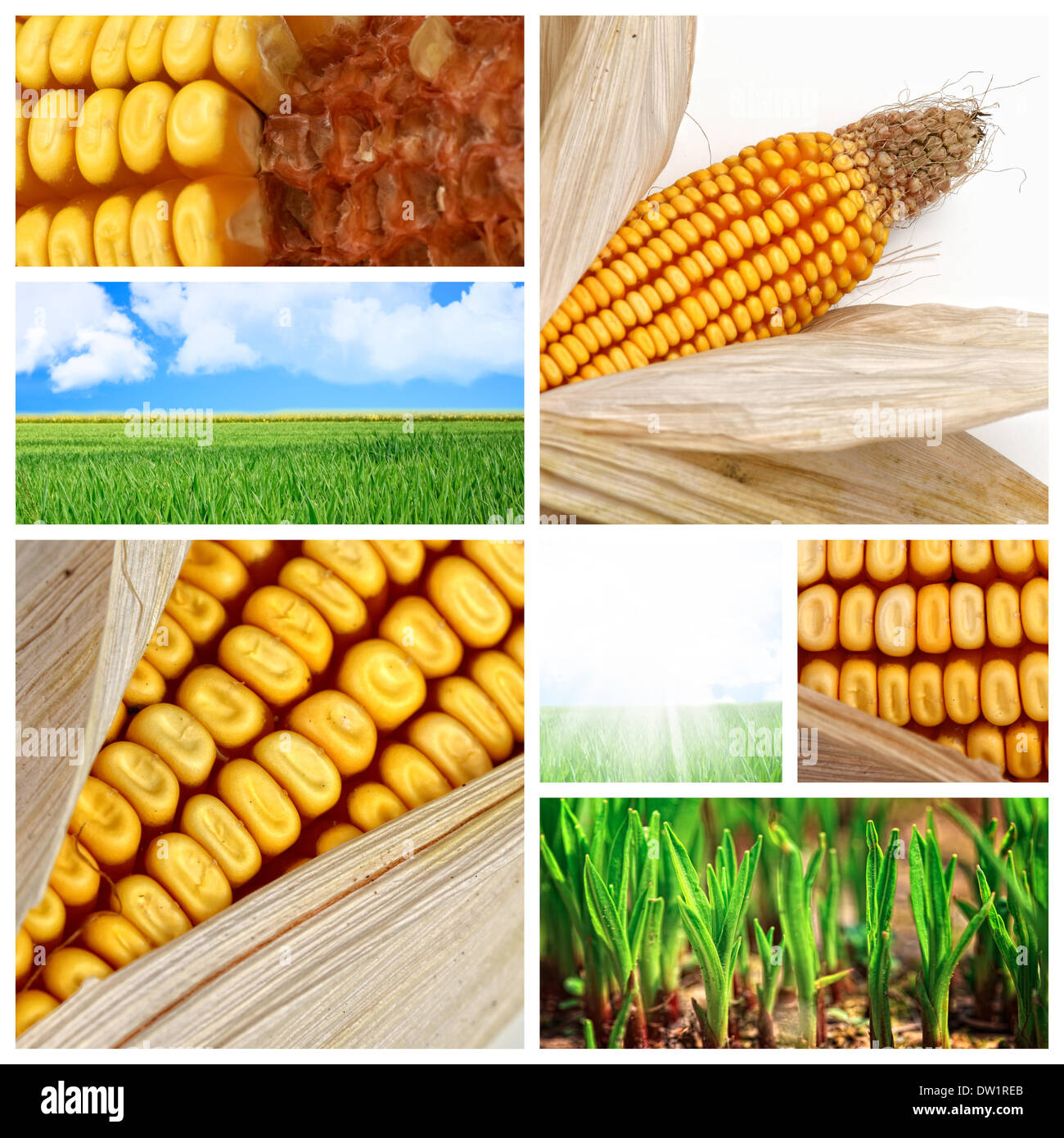 agriculture corn background Stock Photo