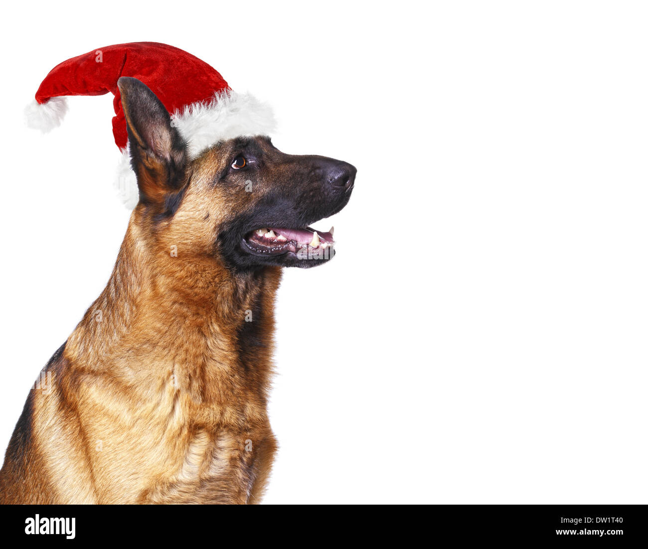 Dog wearing hats hi-res stock photography and images - Alamy