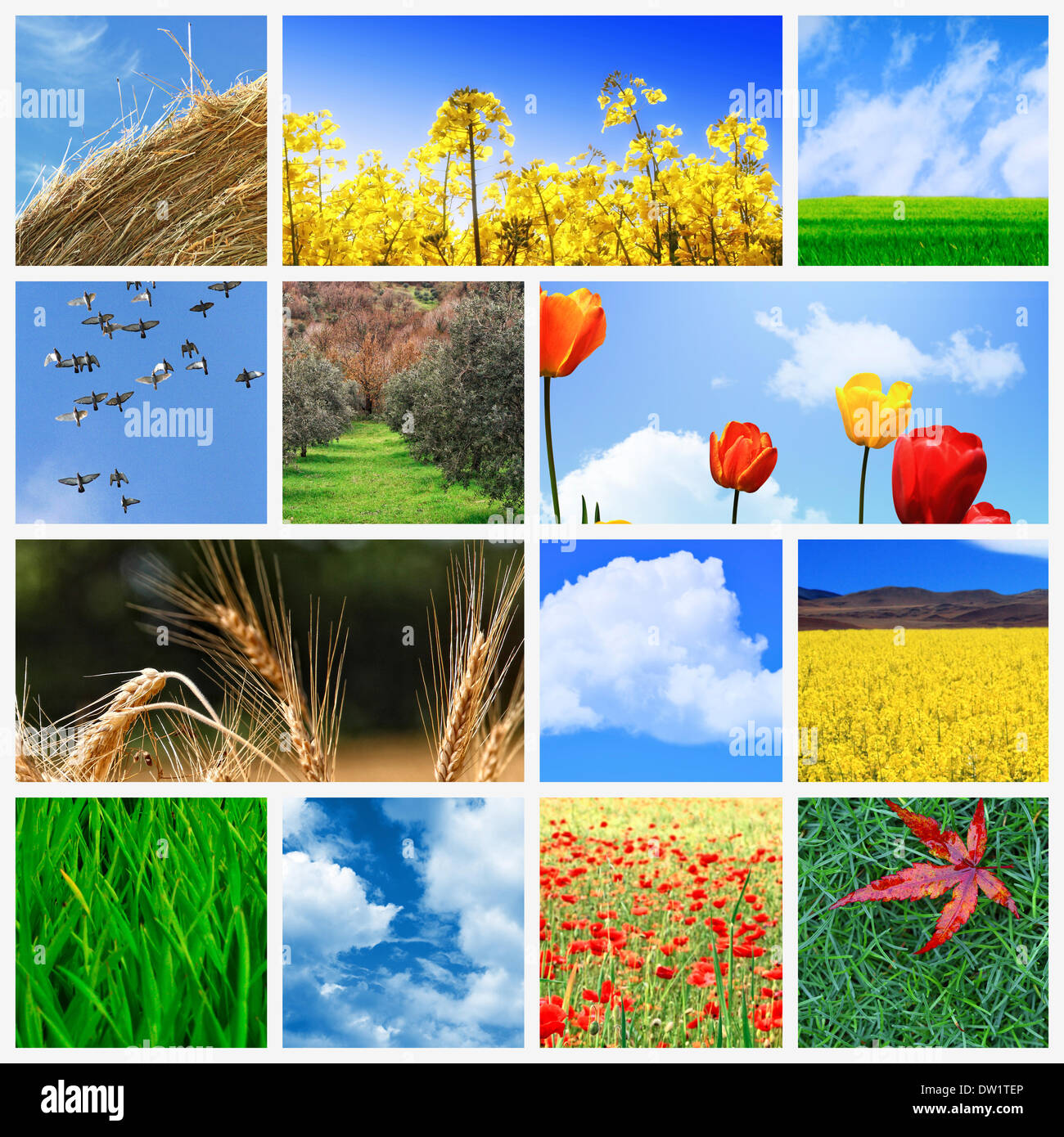 Distant corn field hi-res stock photography and images - Alamy