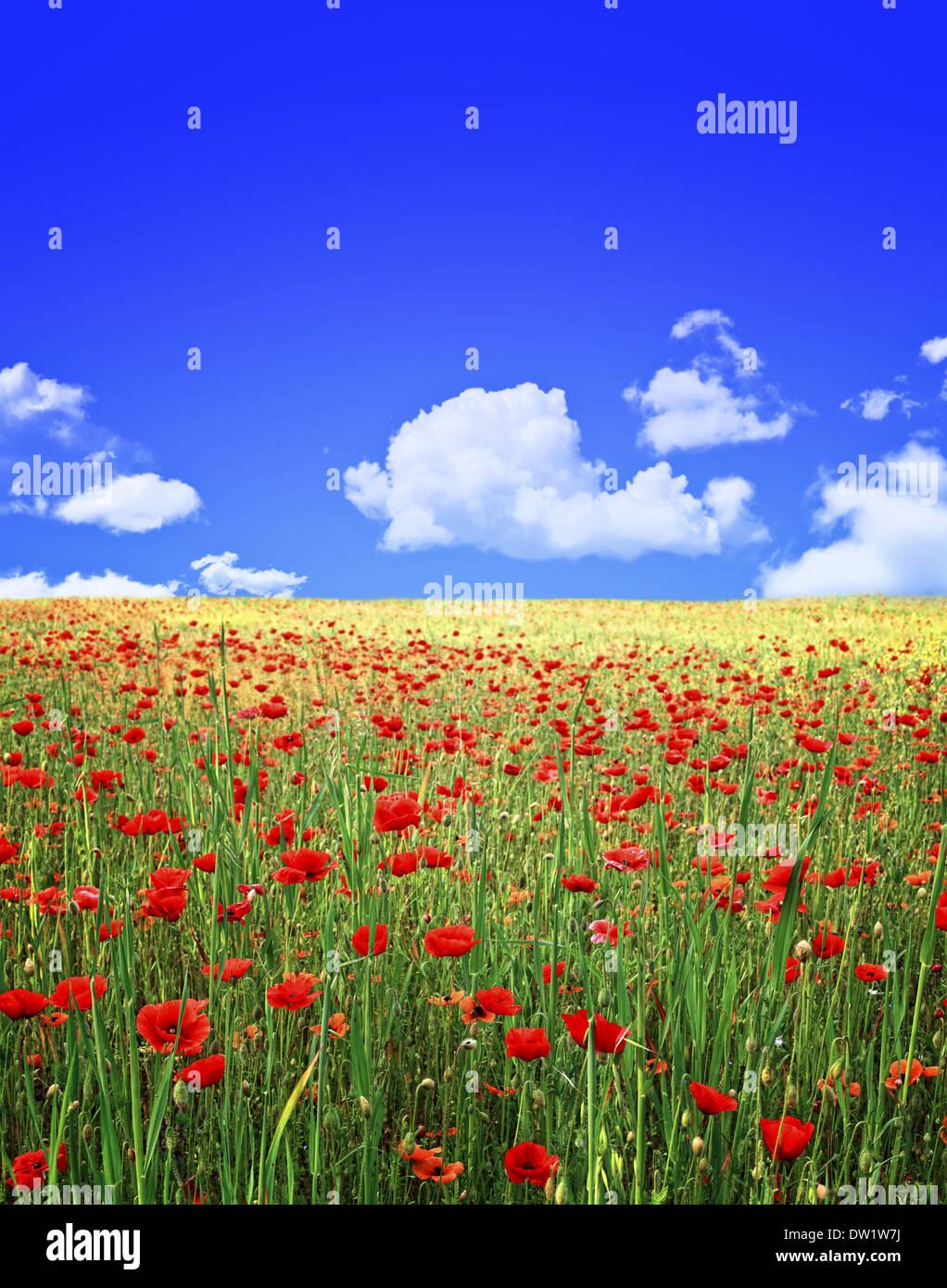 poppies field and blue sky Stock Photo - Alamy