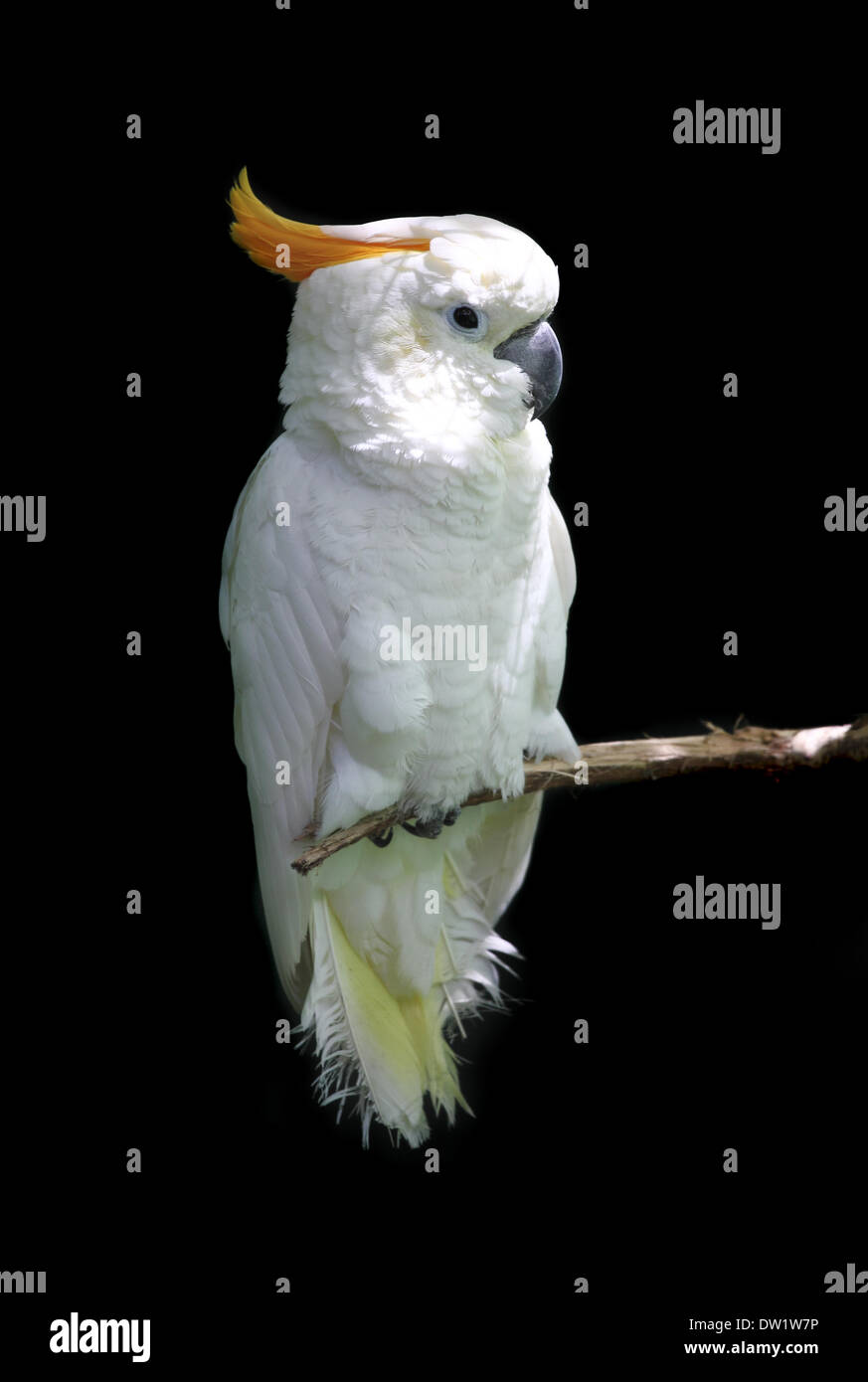 white parrot Stock Photo