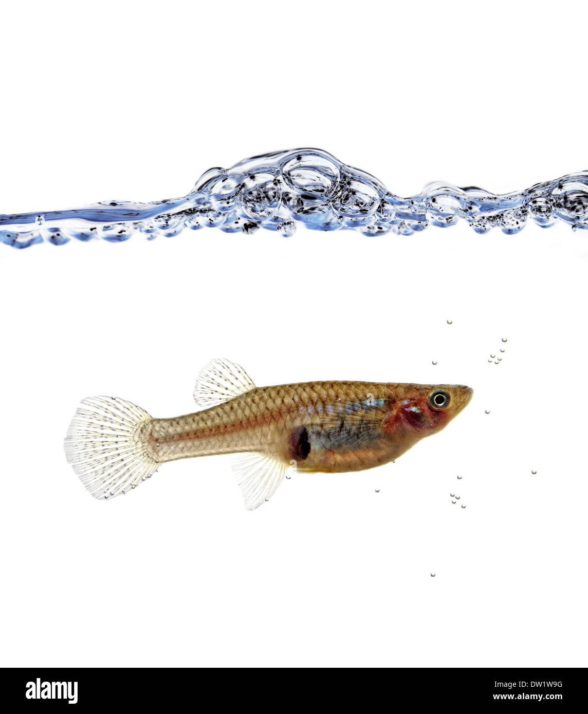 Mosquitofish hires stock photography and images Alamy