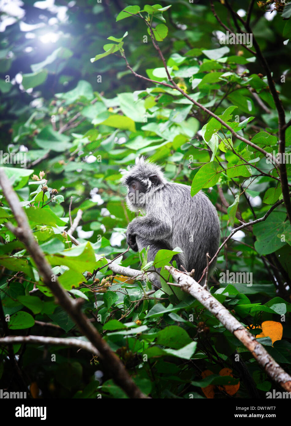 monkey portrait Stock Photo