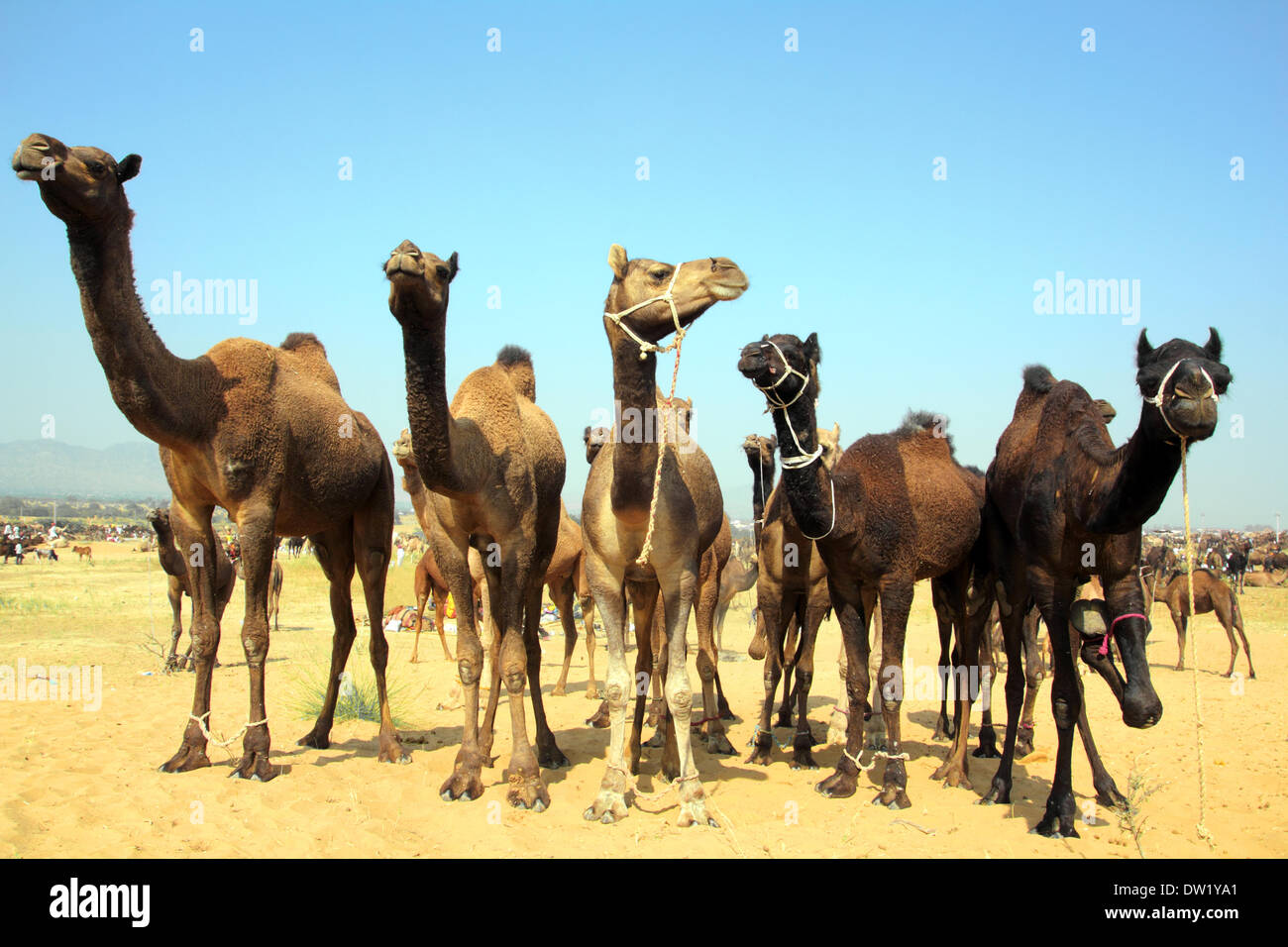group of camels during festival in Pushkar Stock Photo