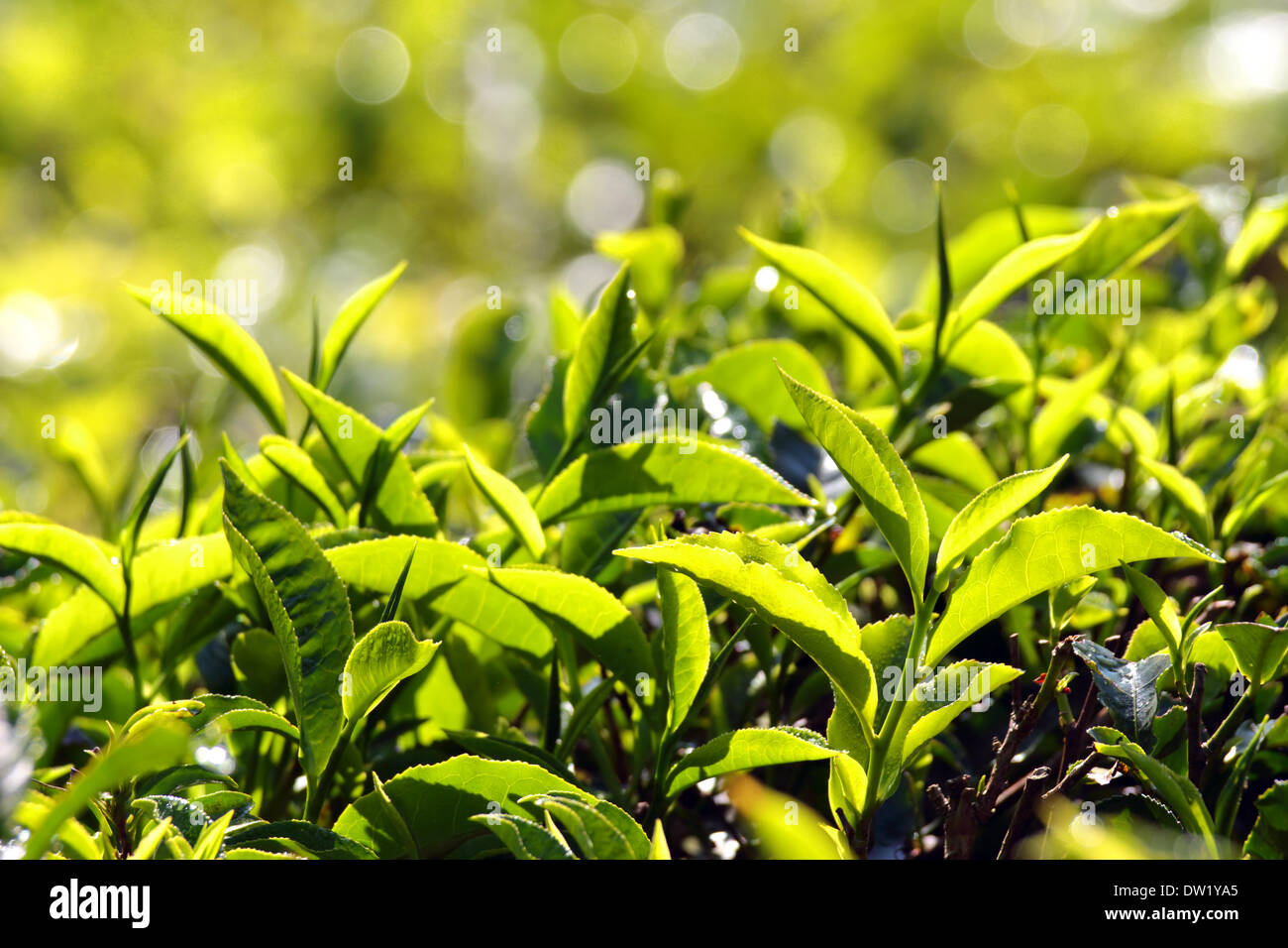 tea plants Stock Photo