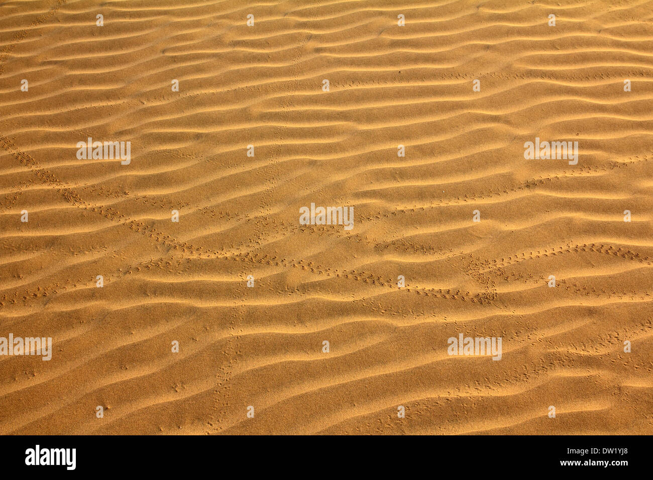 sand in desert with scarab footprints Stock Photo