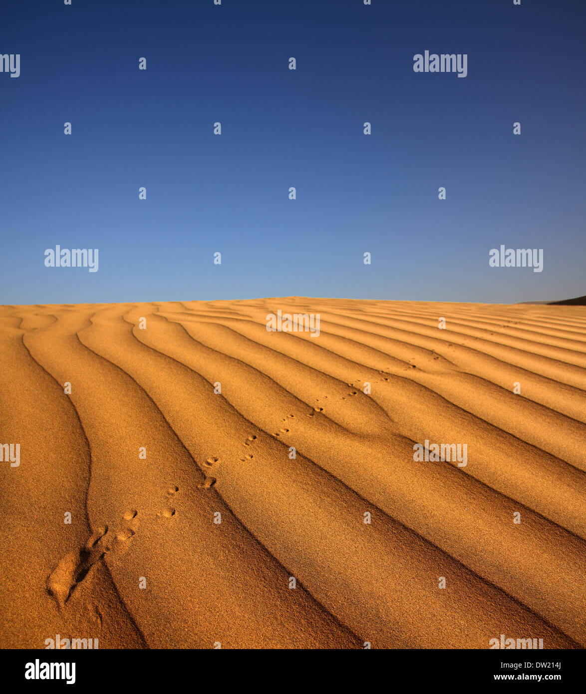 footprint on sand dune in desert Stock Photo