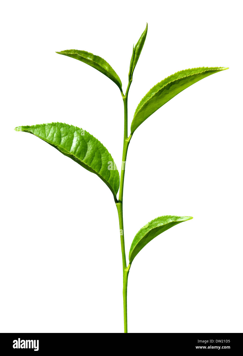 tea green leaves isolated Stock Photo
