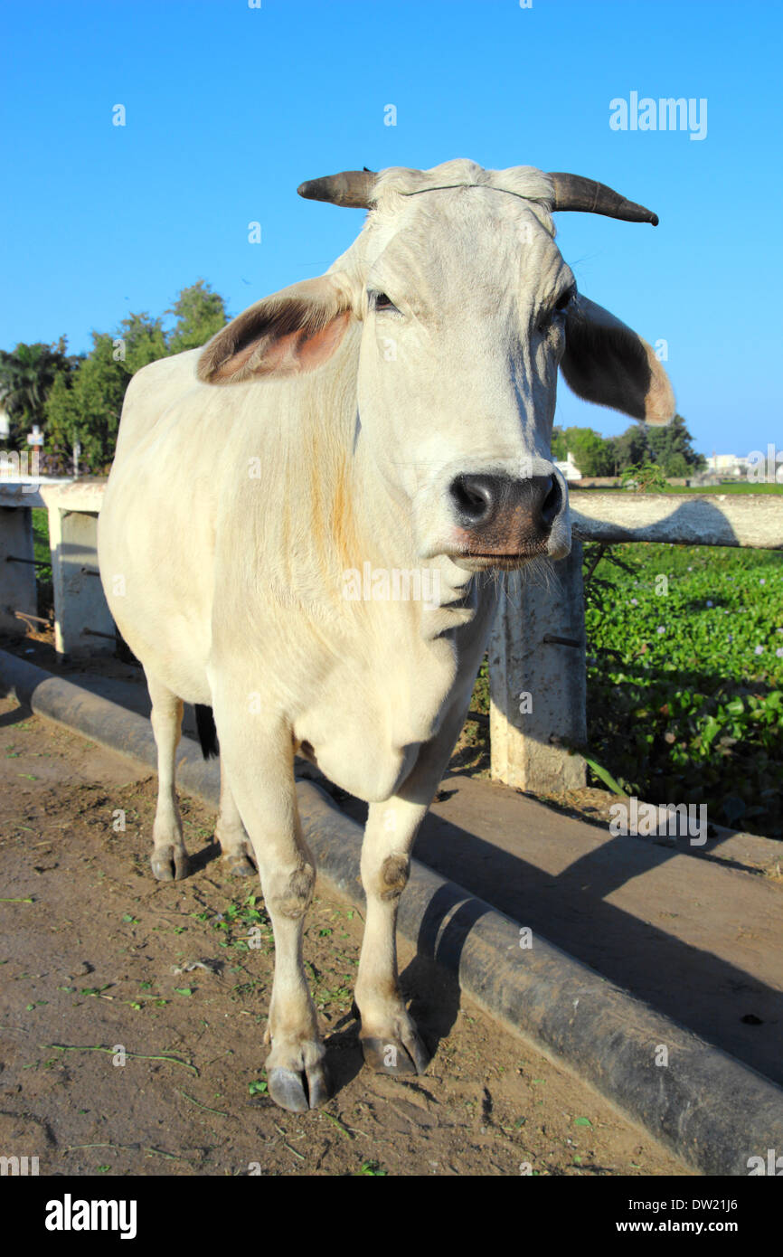 indian white cow Stock Photo