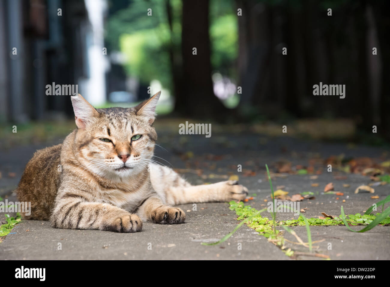 Stray tabby cat Stock Photo - Alamy