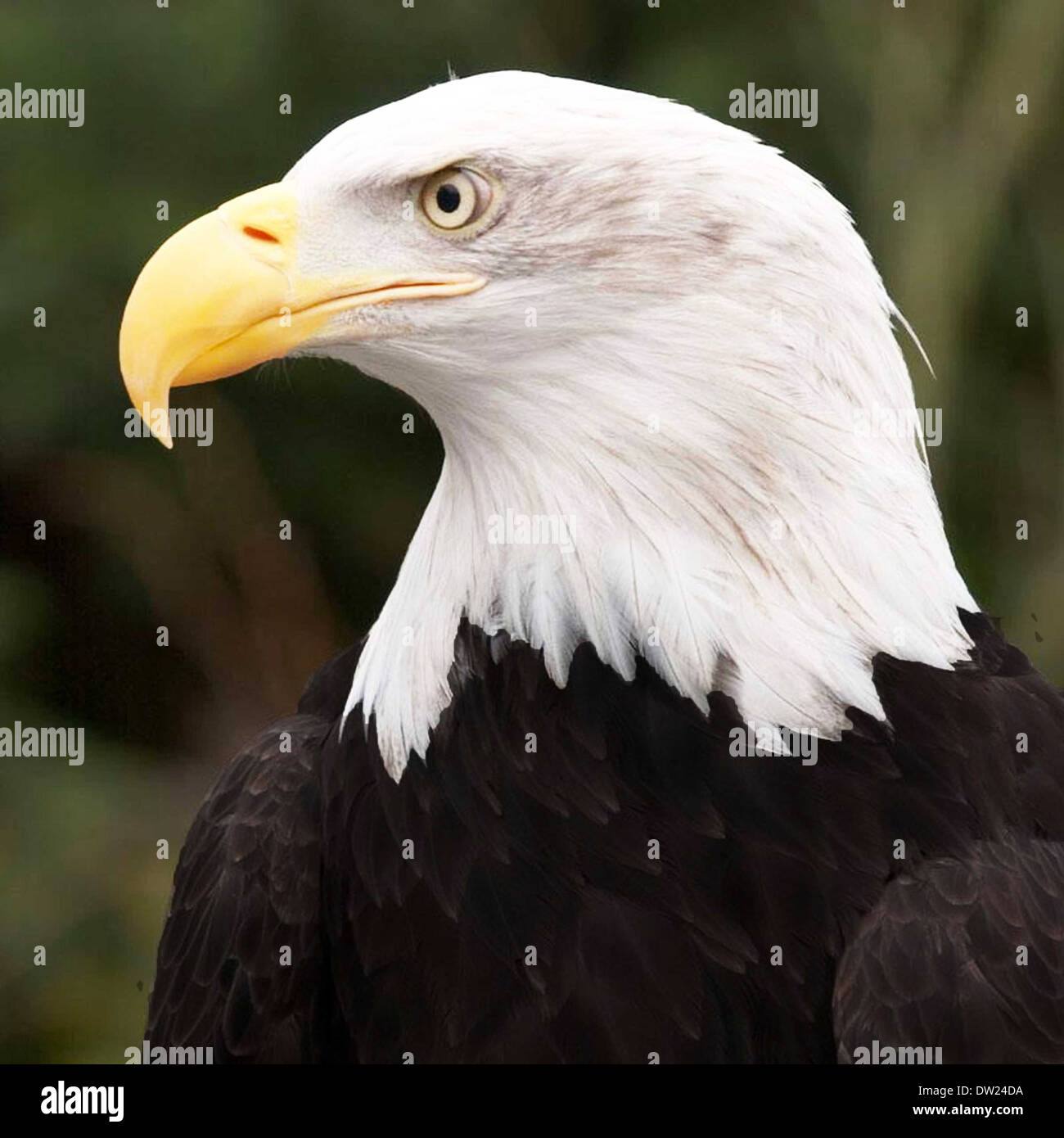 National bird of united states of america hi-res stock photography and  images - Alamy