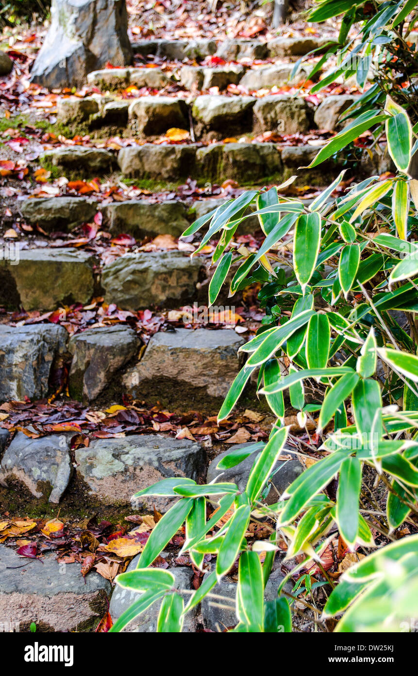 Bamboo grass and stone steps Stock Photo