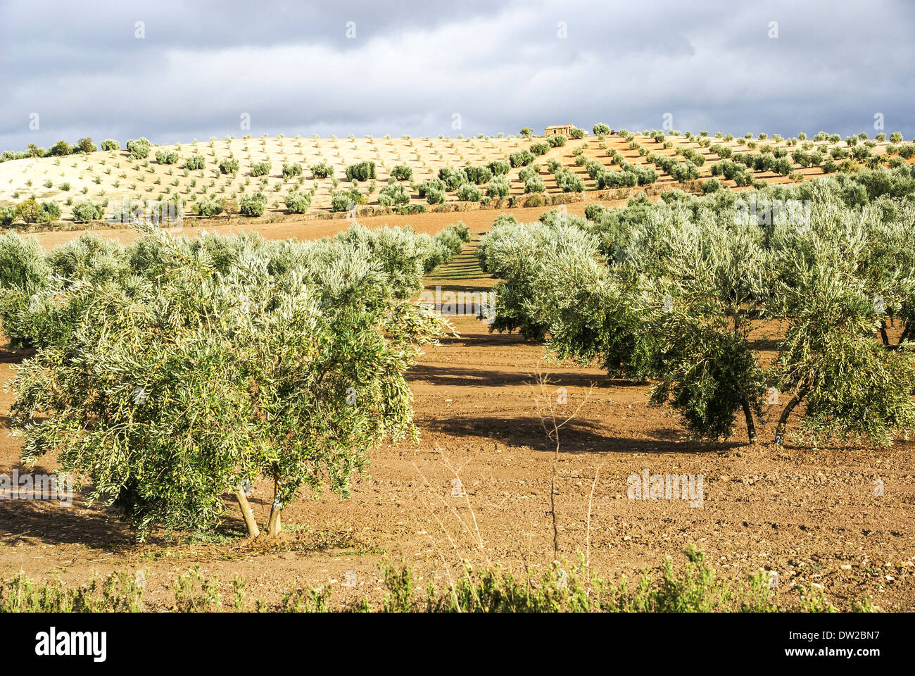 Olive tree plantation in Andalusia, Spain Stock Photo: 67050627 - Alamy