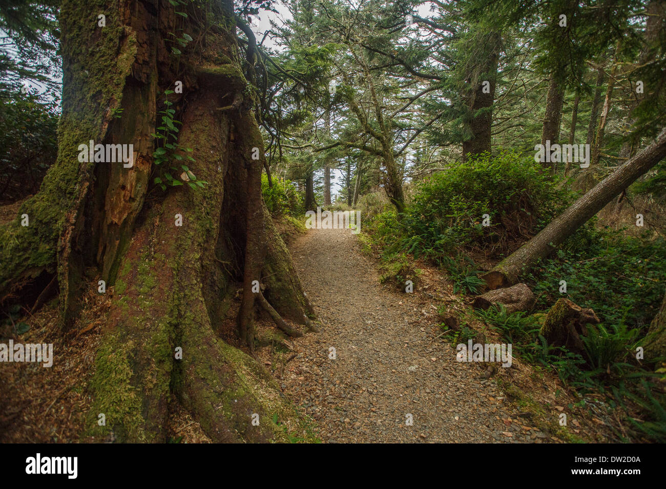 A beautiful trail along the Oregon Coast at Cape Lookout State Park. Stock Photo