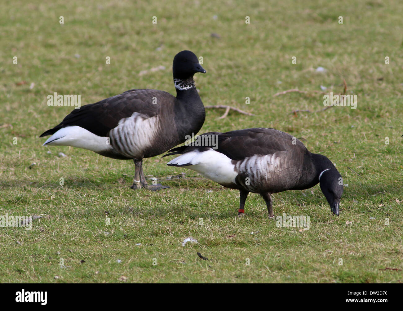 Dark-bellied Brent geese  (Branta bernicla) foraging Stock Photo