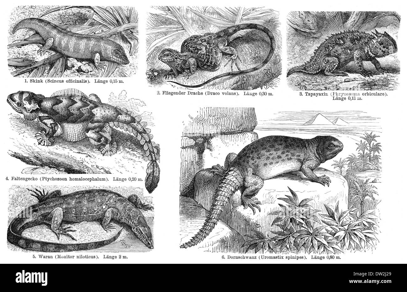 True lizards, historical graphic representation, 1896, historische Zeichnung, 1896, Echte Eidechse (Lacertidae) Stock Photo