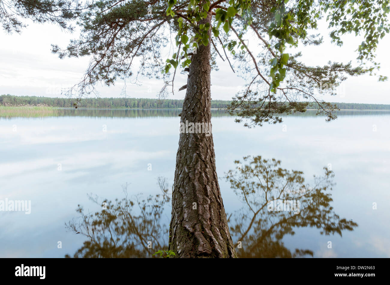 huge pine tree stem hanged over calm lake waters Stock Photo