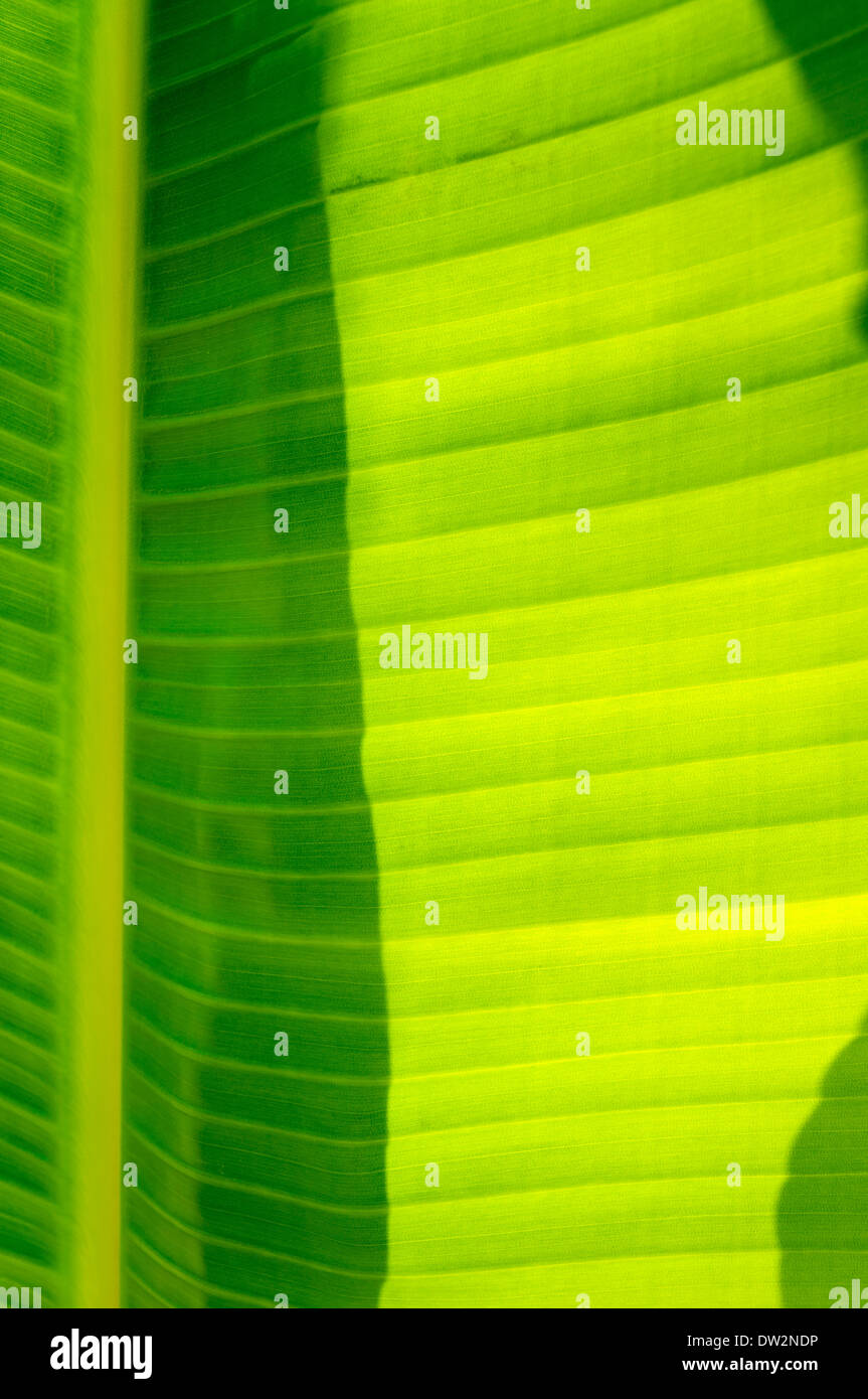 giant tropical plant leaf background against sunlight Stock Photo
