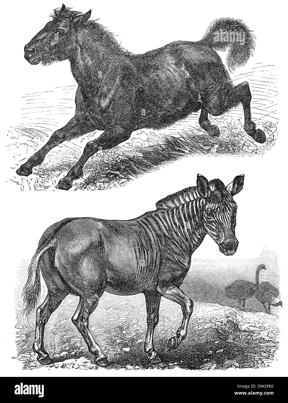 extinct animals, Quagga (Equus quagga quagga), Tarpan (Equus ferus ferus),  historical graphic representation, 1896, Stock Photo