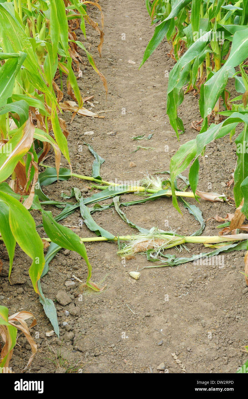 Sweetcorn plants pulled up and eaten by Roe deer Stock Photo Alamy