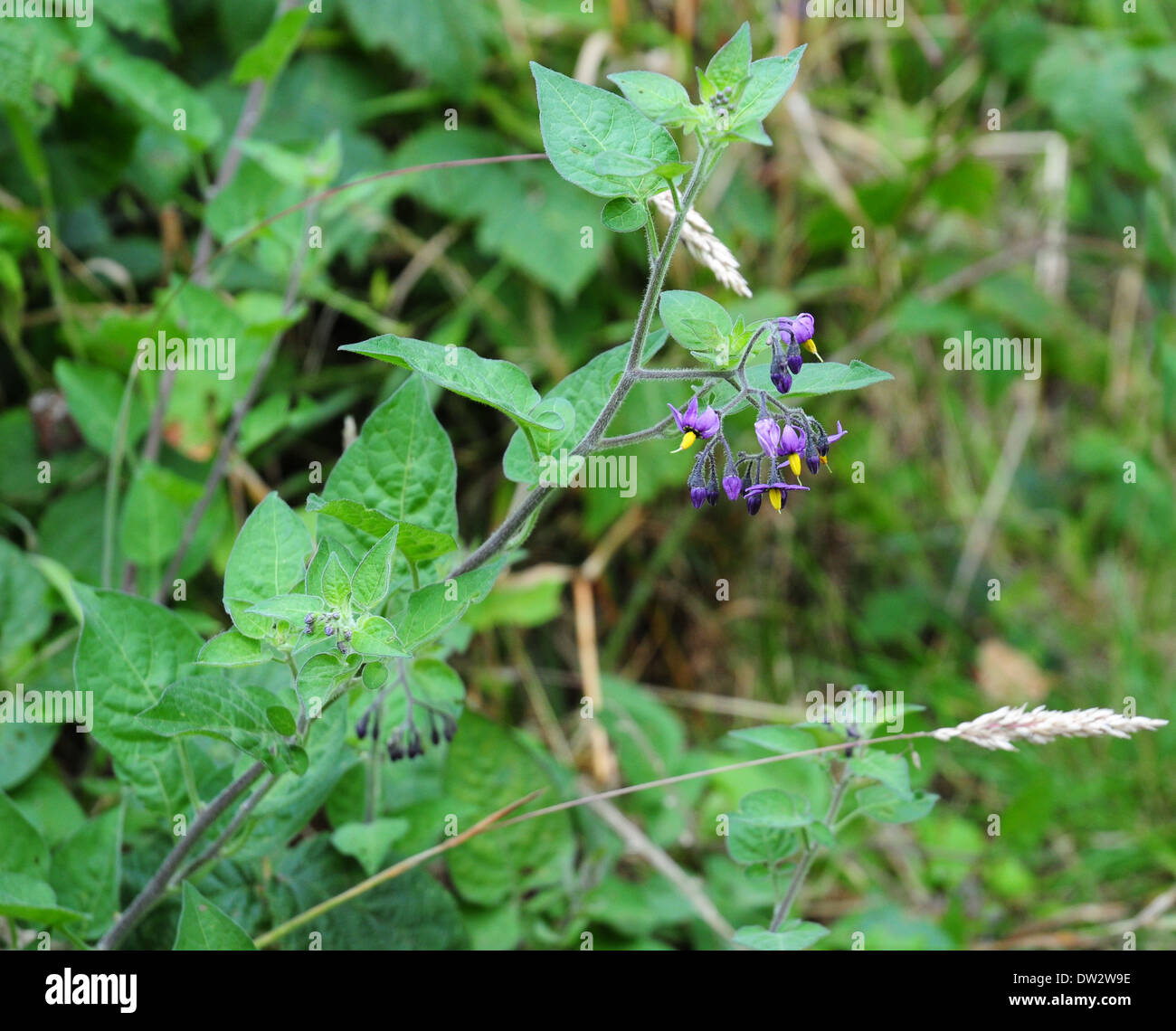 Flowers and leaves of Woody Nightshade. Solanum dulcamara. Stock Photo