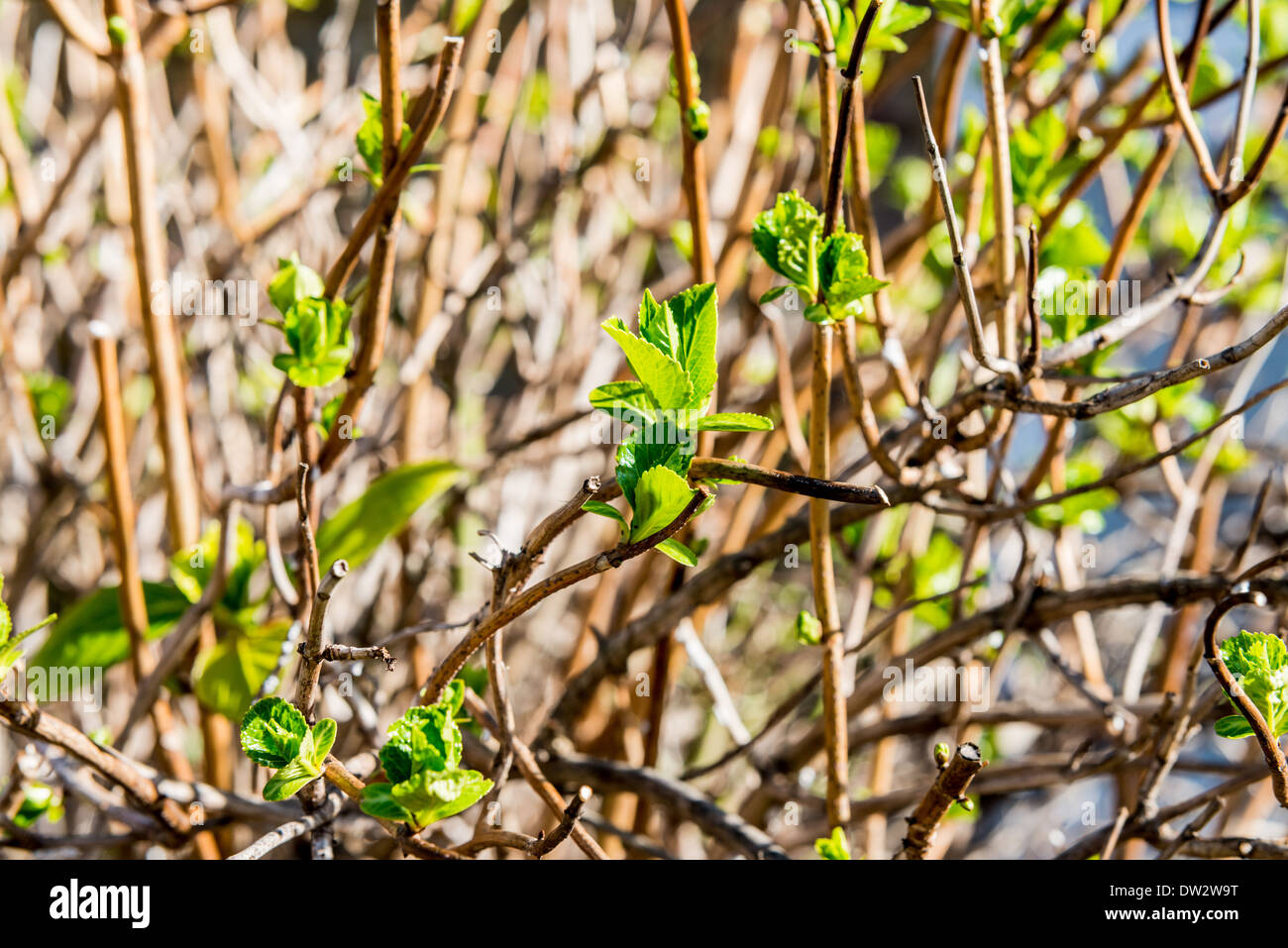 Spring in UK Stock Photo - Alamy